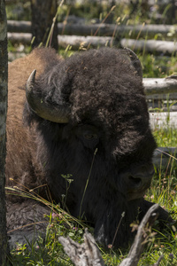 怀俄明州黄石公园的野牛
