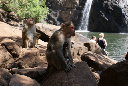 印度 2012 Dudhsagar 瀑布