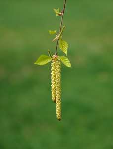 桦木开花