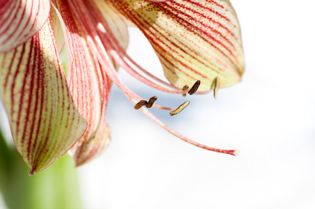 百合花卉特写