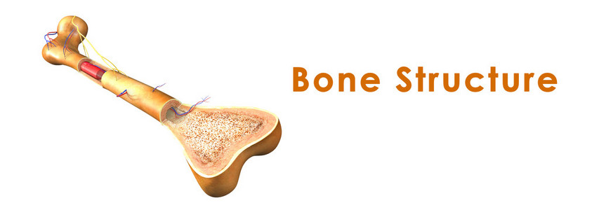 人类的骨骼结构图片