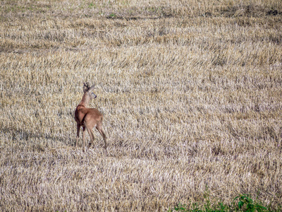 谷物地里的幼鹿