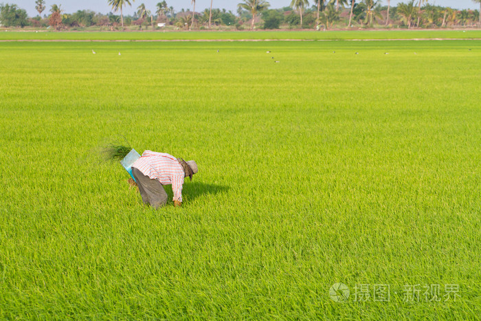 农民在稻田除草
