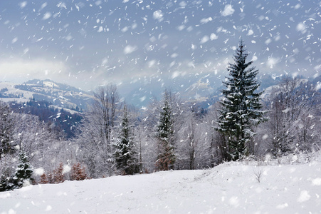 美丽的冬天风景与雪覆盖的树木图片