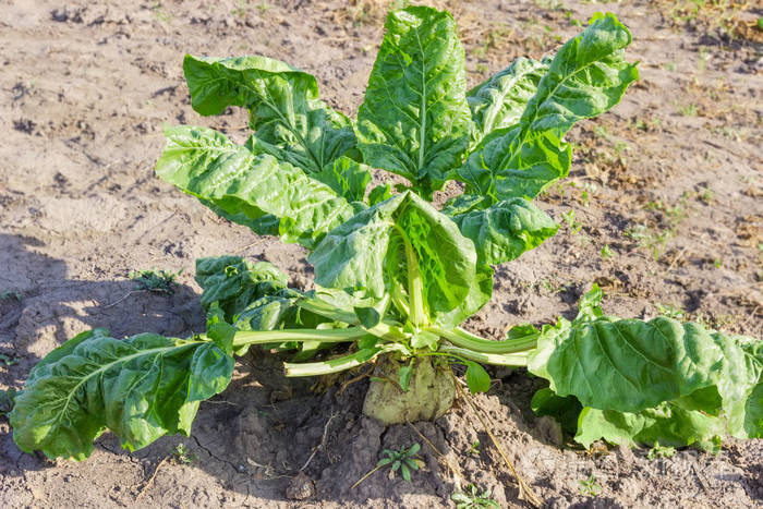 在夏日清晨的田野特写中种植单甜菜jpg