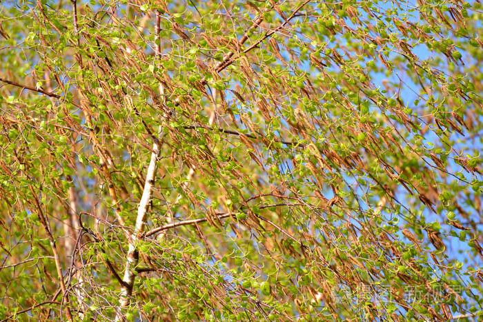 一种桦树的开花瓦蒂白桦