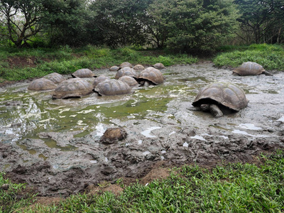 加拉帕戈斯巨型龟, Chelonoidis porteri, 在泥泞的水库加托阿古拉, 圣克鲁斯, Glapagos, 厄瓜多尔