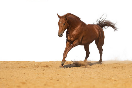 棕色和红色的马驰骋在沙滩上的白色背景, 没有人照片