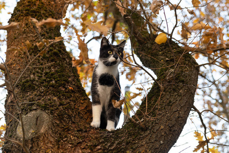 坐在树枝上的家猫