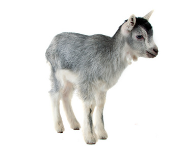 品种的山羊图片