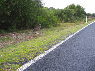 袋鼠的道路