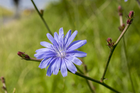 浅蓝色常见菊苣开花
