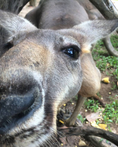 澳大利亚年轻的袋鼠看着相机, 爬上她的鼻子。面对袋鼠法院非常接近, 大眼睛和耳朵。2017年在澳大利亚国家公园拍摄的照片