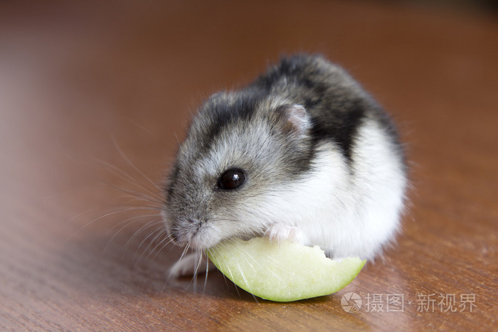 可爱的仓鼠吃苹果片