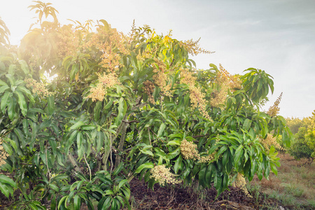 一个开花的农业芒果林的关闭