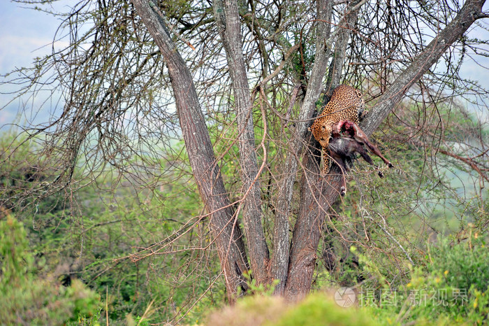 豹照片-正版商用图片0ar8cp-摄图新视界