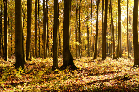 美丽的神奇森林与下落的褐色叶子