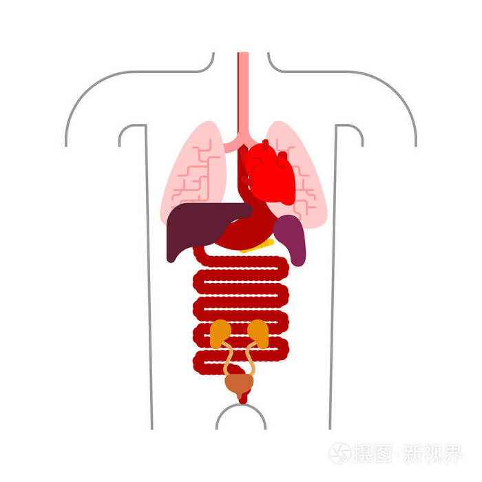 人体解剖器官内部人的身体和器官系统医疗系统矢量图案
