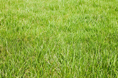 新鲜春天草图片