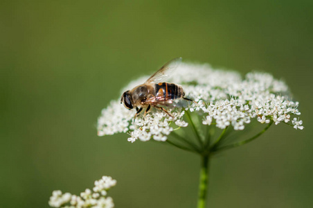 蜂蜜蜜蜂在特写, 收集花蜜从一朵花