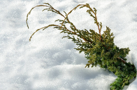 在深雪中的瞻博网络布什