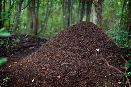 分割线和货物交通在蚂蚁在蚁穴,团队合作的工作路径