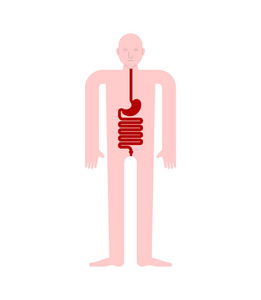 胃和食道和直肠人体解剖。胃肠道内脏器官。人的身体和器官系统。医疗系统。矢量图案