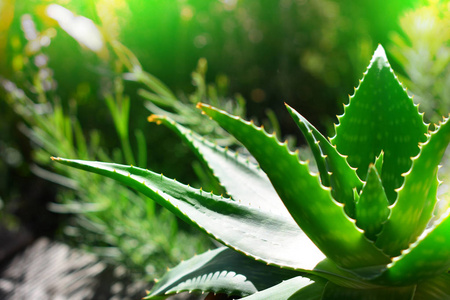 芦荟植物天然健康成分