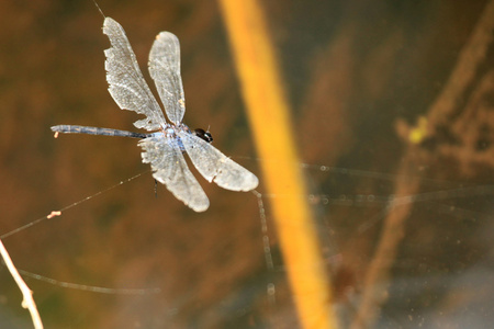 dragonfybigodi 湿地乌干达 非洲