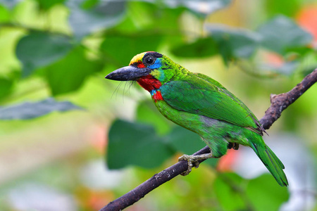 美丽的绿鸟, 红喉不由得猛 Megalaima mystacophonos 站在树枝上, 泰国南部