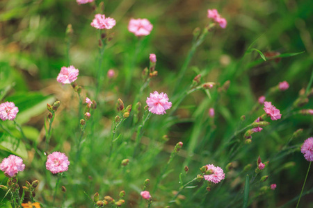 草地上的粉红色小花图片