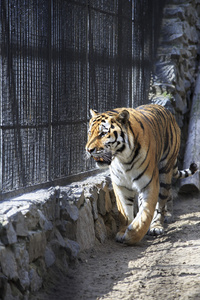 美丽的西伯利亚老虎关在笼子里