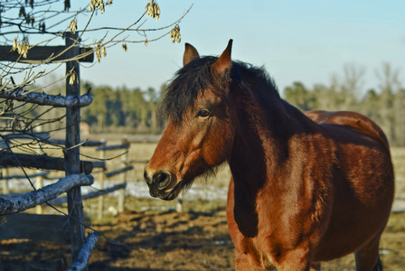 在栅栏旁边的狼一匹马在栅栏旁边照片