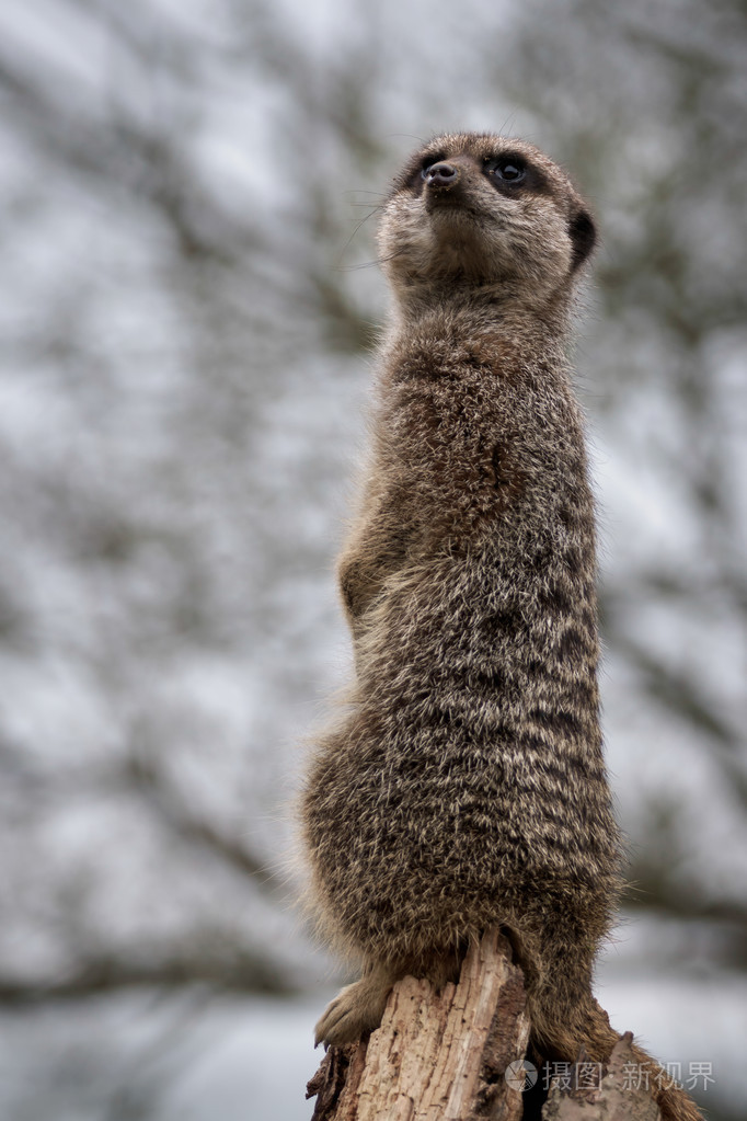 纤细的尾鼬(鼬鼠)