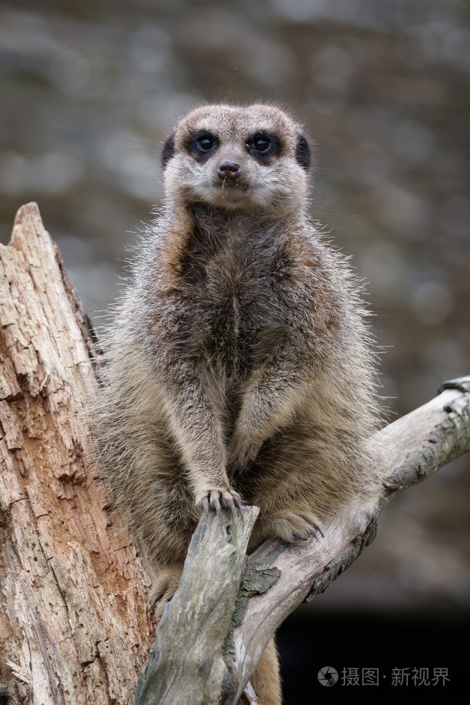 纤细的尾鼬鼬鼠