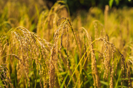 水稻成熟耳在阳光明媚的种植园里, 特写镜头