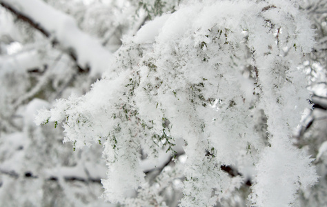 与雪在冬季公园的树木