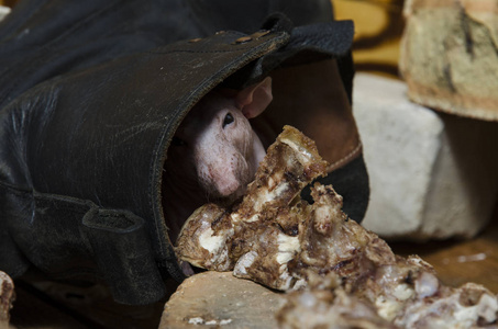 老鼠啃骨头上的肉照片