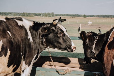 美丽的家养奶牛站在农场的摊位