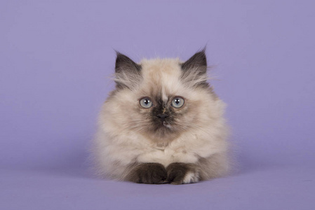 海豹点波斯长毛小猫蓝眼睛躺在紫色的背景下直视相机照片