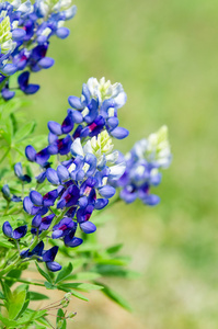 盛开在春天的 bluebonnets 德克萨斯州 羽扇 texensis