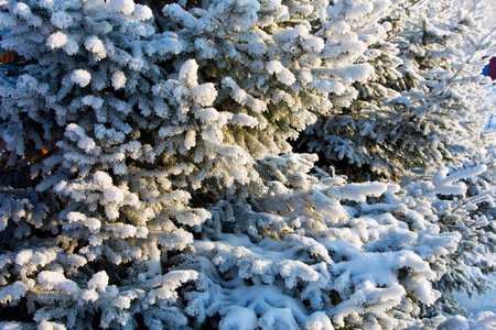 白雪覆盖的冬松分枝