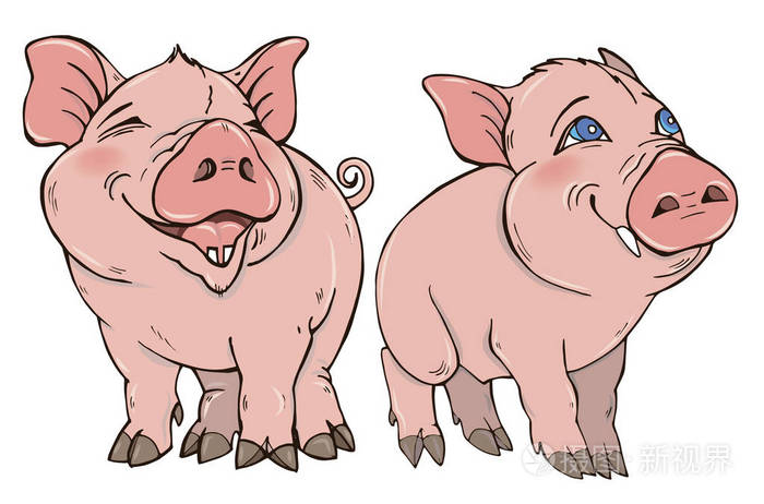 两个可爱的滑稽猪矢量插图白色背景, 猪是2019年的象征