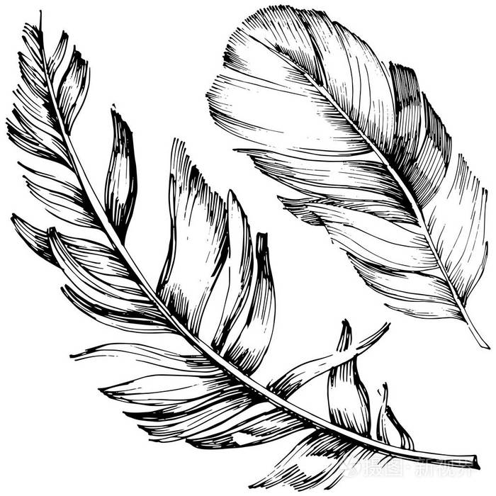 背景,纹理,包装图案,框架或边框的矢量羽毛插画-正版商用图片0arr8x