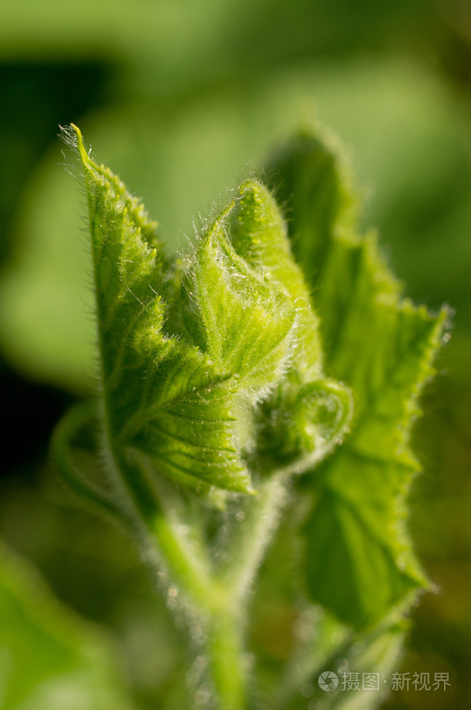 在绿色背景上年轻南瓜叶子