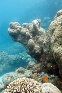 用异国情调的珊瑚礁鱼类小鱼群水下