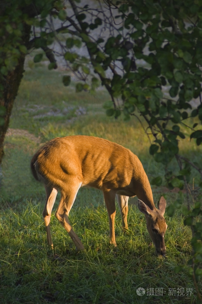 雌性白尾鹿(odocoileusvirginianus)在pe下进食
