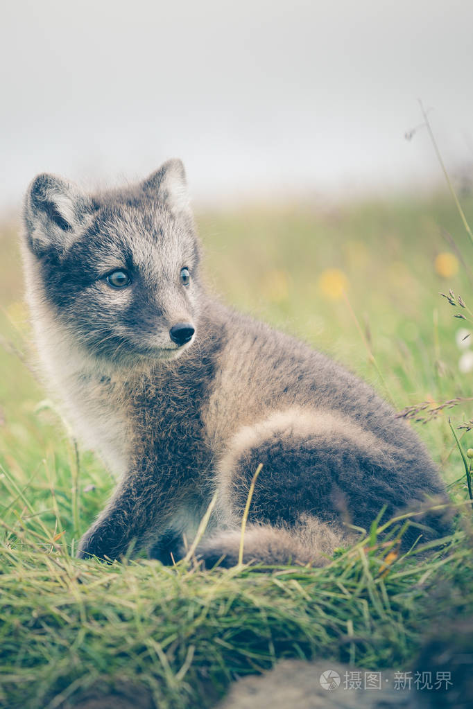 一个年轻俏皮的北极狐狸幼崽在冰岛的肖像, 夏天