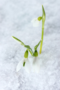 在雪中的美丽五彩缤纷关门