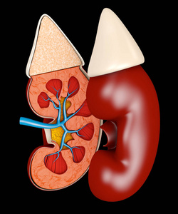 3d. 肾脏医学结构示意图。科学医学教育材料